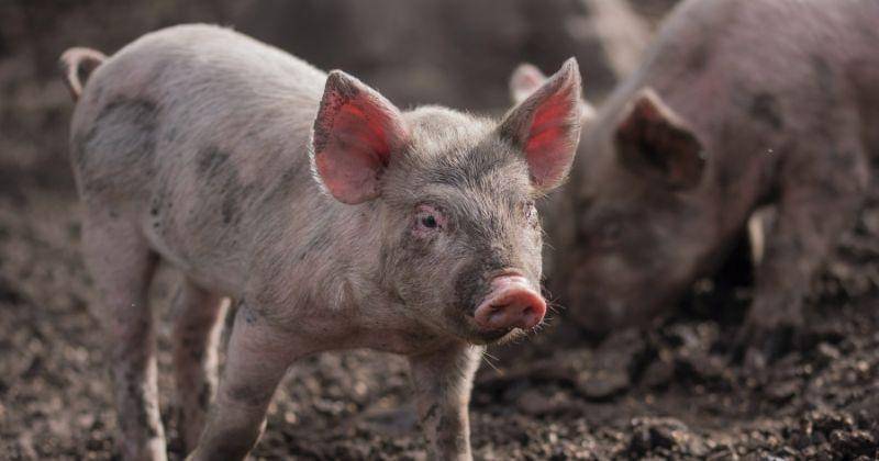 Unsplash/Nicolas Castez